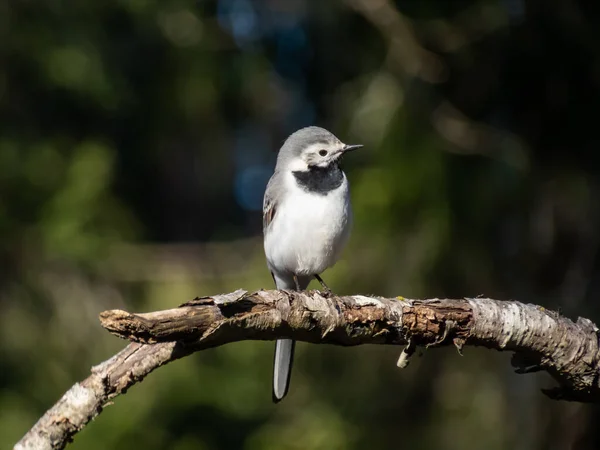 Den Unga Vita Vagnsstjärten Motacilla Alba Med Vit Grå Och — Stockfoto