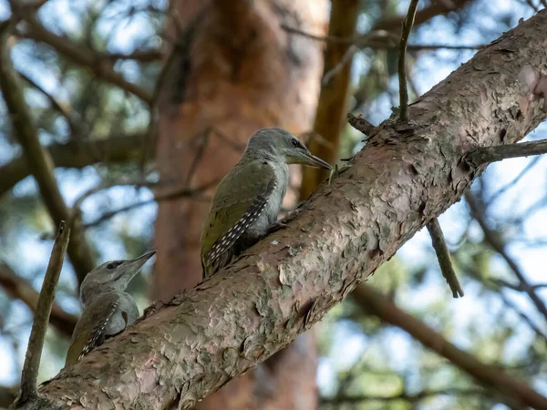 Juvenile grey-headed woodpeckers or grey-faced woodpecker (Picus canus) on a tree branches high in air in forest in early summer