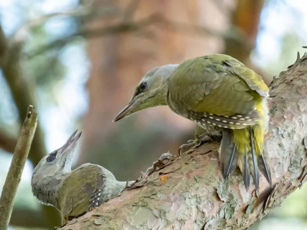 Juvenile grey-headed woodpeckers or grey-faced woodpecker (Picus canus) on a tree branches high in air in forest in early summer