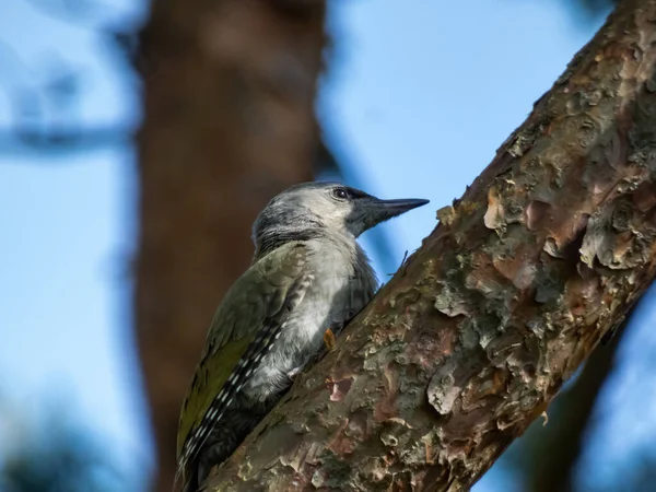 Juvenile grey-headed woodpecker or grey-faced woodpecker (Picus canus) on a tree branches high in air in forest in early summer