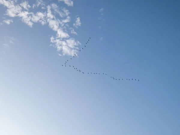 V字型または三角形の形成で空を高く飛んでいる群れの渡り鳥は 夏の繁殖と冬の地面の間を旅する — ストック写真