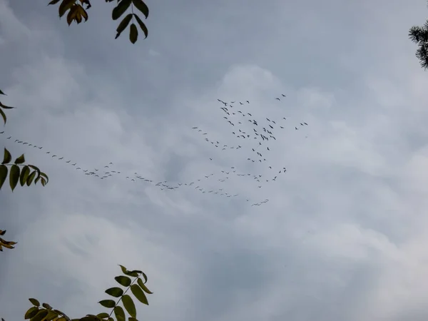 渡り鳥 V字型または三角形の形成で空高く空を飛ぶ群れの一般的なクレーンで 夏の繁殖と冬の地面の間を旅する — ストック写真