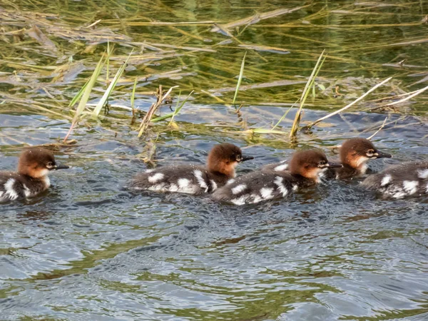 Pollitos Pequeños Esponjosos Junto Con Madre Del Goosander Merganser Común — Foto de Stock