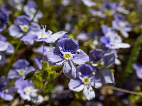 細長い 忍び寄る糸茎のスピードウェルまたはホエッツェル雑草 Veronica Filiformis の開花で 白い先端の花を持つ4輪の青みを帯びた花を咲かせます — ストック写真