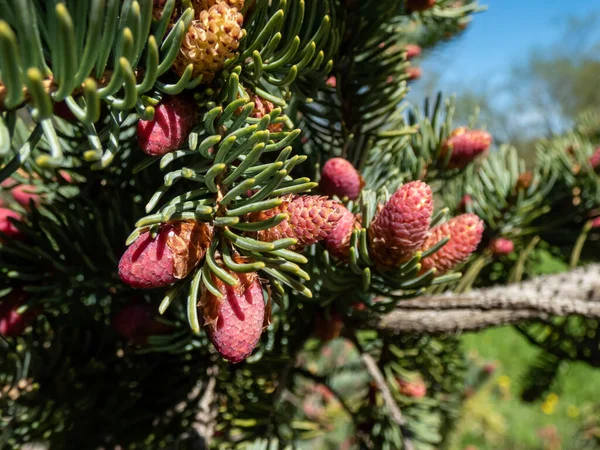 Makro Skott Vackra Unga Rosa Kon Knoppar Grenar Gran Träd — Stockfoto