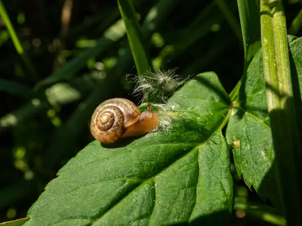 Macro Disparo Pequeño Caracol Arrastrándose Sobre Una Hoja Verde Luz —  Fotos de Stock