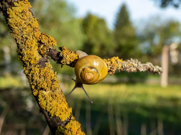 亮黄色蜗牛的宏观镜头 在明亮的黄昏阳光下爬到树枝上的白唇蜗牛或花园带条纹蜗牛 — 图库照片