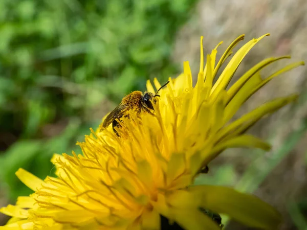 Macro Photo Une Seule Abeille Couverte Pollen Jaune Sur Une — Photo