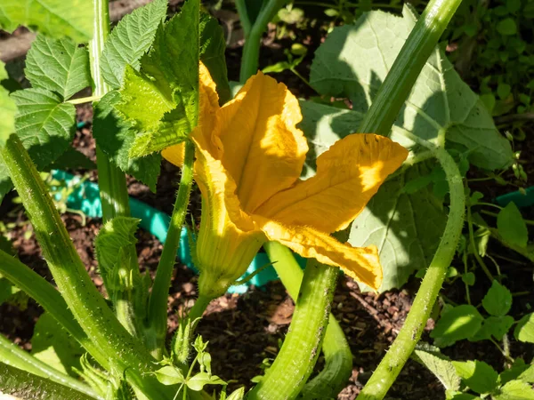Close Shot Big Yellow Flowers Zucchini Growing Plant Growing Backyard — Stockfoto