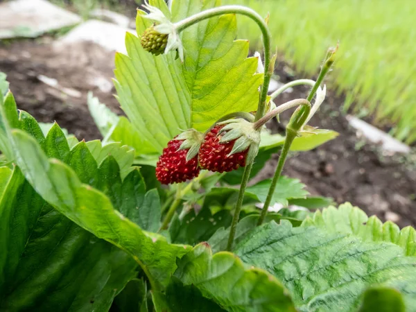 Close-up shot of the wild strawberry, Alpine strawberry or European strawberry plants with maturing ripe, red fruits in the garden