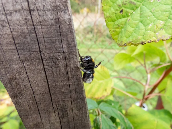 Μακρό Πλάνο Του Bumblebee Bombus Ξύλινο Κοντάρι Εξωτερικούς Χώρους Πράσινο — Φωτογραφία Αρχείου