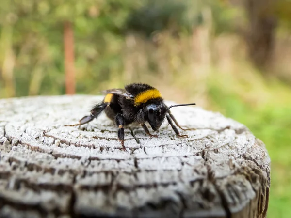 Macro Shot Bumblebee Bombus Wood Pole Outdoors Green Scenery Background — Stock Photo, Image