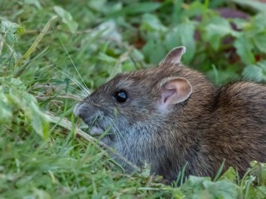 Yeşil çimenlerde koyu gri ve kahverengi kürklü 