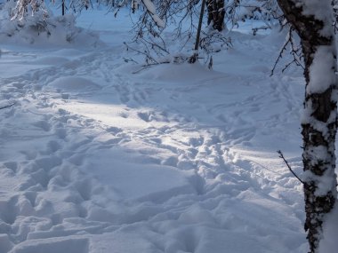 Kışın derin karda yürüdükten sonra bir grup yumurta geyiğinin ayak izleri. Hayvan yolları. Sakin kış manzarası