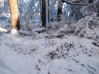 Soğuk kış aylarında karların altında yumurtlayan geyiklerin (Capreolus capreolus) yattığı bir yer. Roe geyikleri karda değil sadece yerde uyurlar. Kar, kahverengi toprak ve yumurta geyiklerinin ayak izleri.