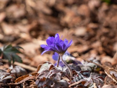 Baharın Makro kır çiçekleri yaygın hepatika (Anemone hepatica veya Hepatica nobilis) bahçede yetişir