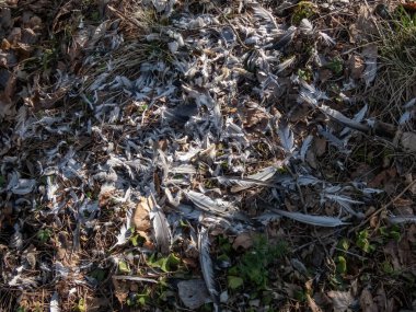 Sonbahar yapraklarıyla kaplı bir orman zemini ve büyük yırtıcı kuş tarafından yenen kuş tüyleriyle çevrili bir ağaç kütüğü. Yerden koparılmış tüyleri olan yırtıcı bir kuşun beslenme manzarası