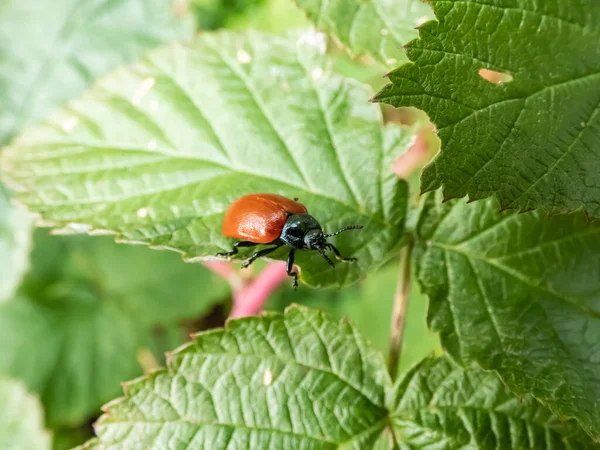 Scarabeo Rosso Rotondo Coccinella Dalle Spalle Larghe Chrysome Populi Seduto — Foto Stock