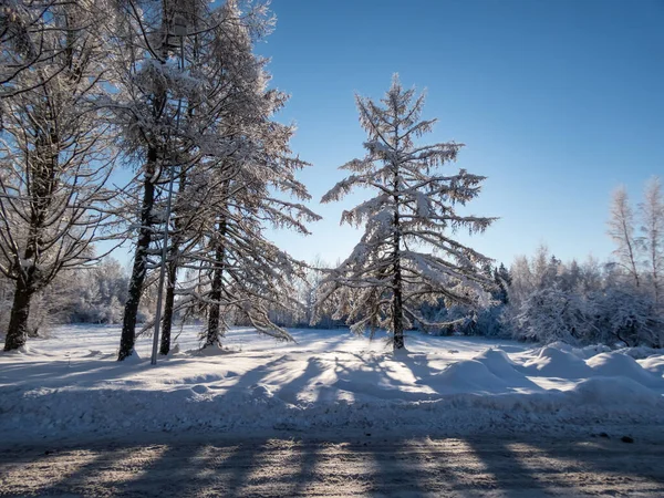 晴れた日に大雪の後に雪で覆われた木々と白い冬の風景を表示します 雪の冬のおとぎ話 冬景色 — ストック写真