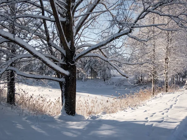 晴れた日は豪雪の後に森と雪に覆われた湖の景色 雪の冬のおとぎ話 冬の風景と風景 — ストック写真