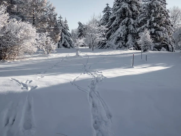 Voetafdrukken Van Een Groep Reeën Het Wandelen Diepe Sneeuw Winter — Stockfoto