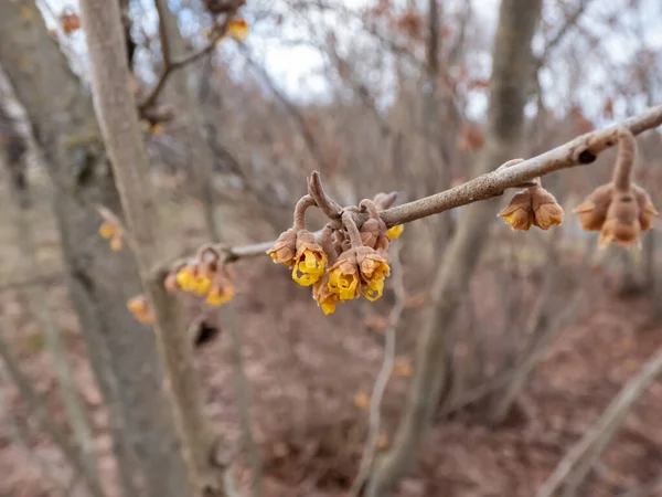 Closeup Shot Yellow Blooms Naked Branches Japanese Witch Hazel Hamamelis — Stock Photo, Image