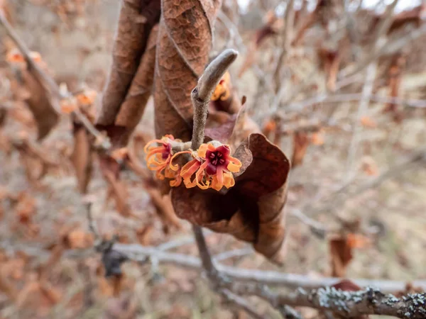 Lkbaharın Başında Cadı Hazel Cultivar Çıplak Dallarında Kırmızı Çiçeklerin Yakın — Stok fotoğraf