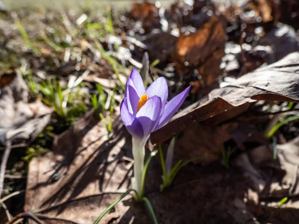 紫色の春のクロッカス Crocus Verus の美しいマクロショットは 早春の明るい日差しの中で見えるオレンジ色の花粉で開花します — ストック写真