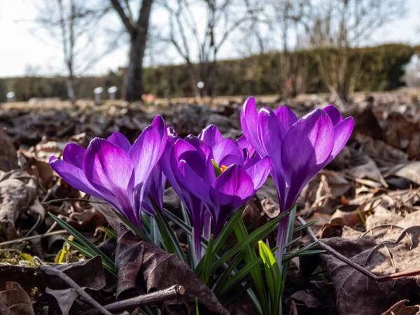 早春の明るい日差しの中で見えるオレンジ色の花粉と紫色の春のクロッカス Crocus Verus の開花の美しいマクロショット — ストック写真