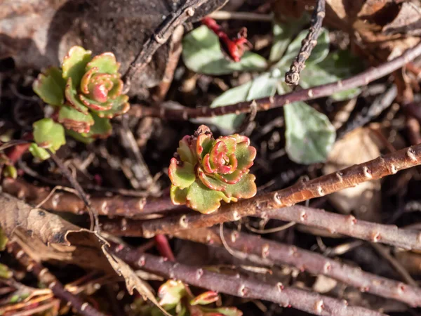 Нитевидный Золотой Мох Каменистый Кладбищенский Мох Sedum Sarmentosum Несколькими Ветвящимися — стоковое фото