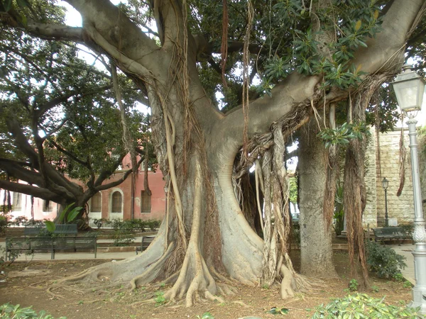 yüzüncü yıl ağaçları