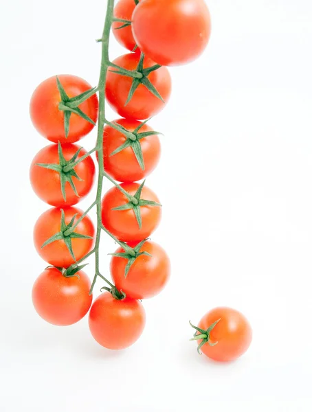 Tomater Stockbild