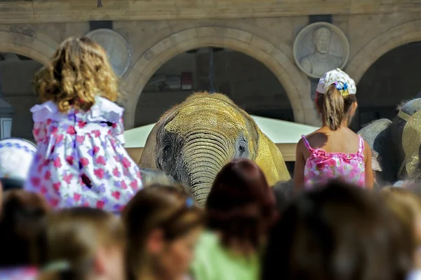 Meisjes en een olifant — Stockfoto