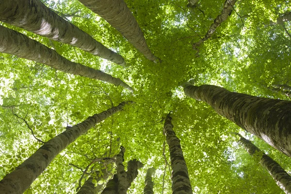 ağaçlar düşük açılı kümesi