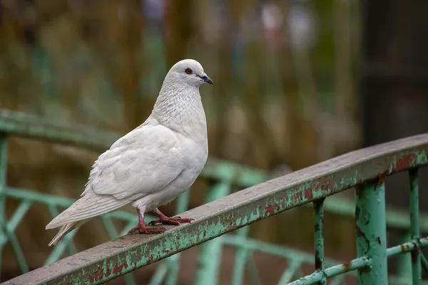 Whito dove — Stock Photo, Image