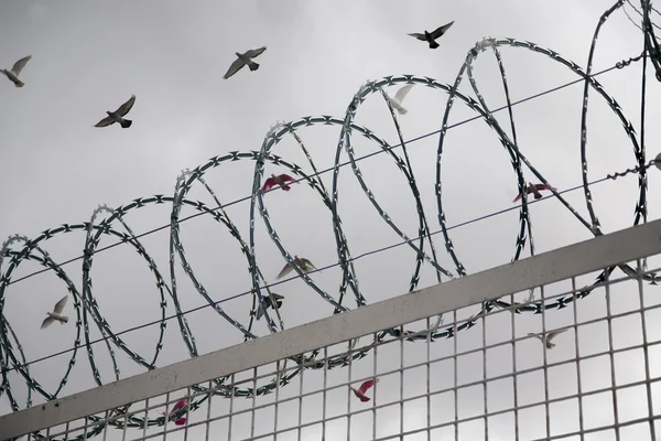 özgürlük için dilek