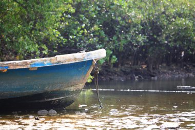 Tekne ve mangrov