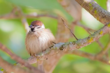 Hong kong yaban hayatı