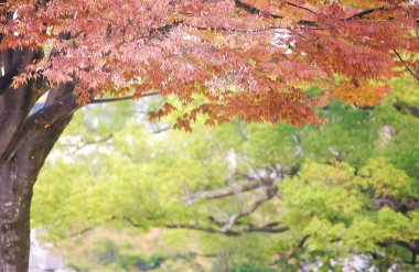 Japonya Kyoto seyahat konum