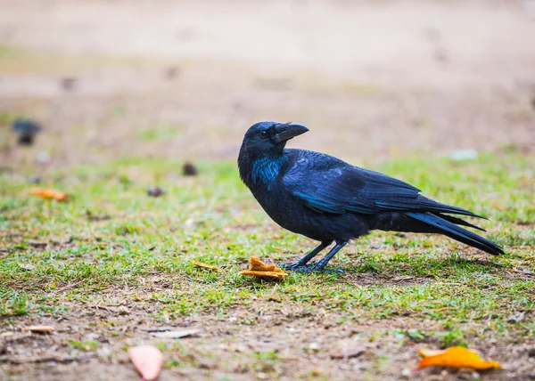 Corvo do Japão — Fotografia de Stock