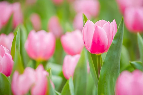 Beautiful tulip flower — Stock Photo, Image