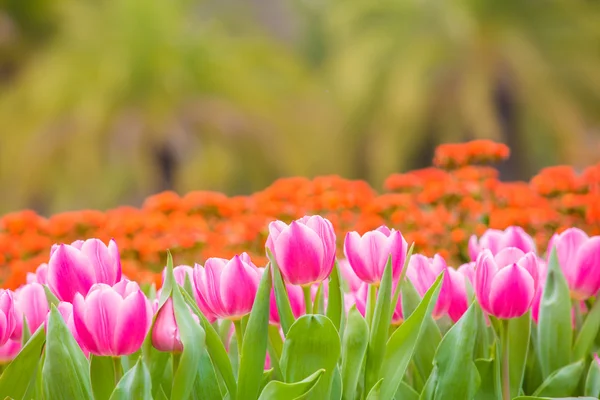 Beautiful tulip flower — Stock Photo, Image