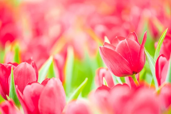 Linda flor de tulipa — Fotografia de Stock