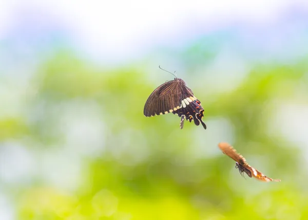 Beautiful butterfly — Stock Photo, Image