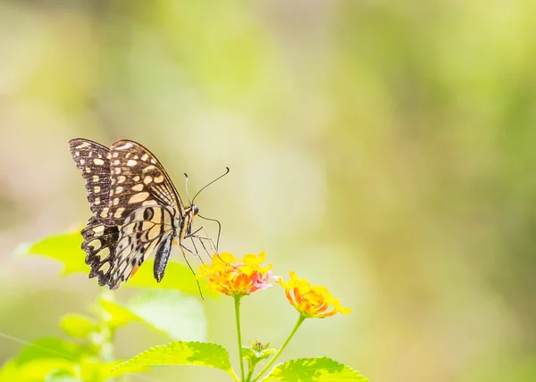 Hermosa mariposa — Foto de Stock