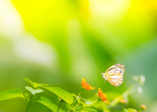 Hermosa mariposa — Foto de Stock