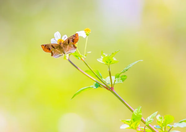 Beautiful butterfly — Stock Photo, Image