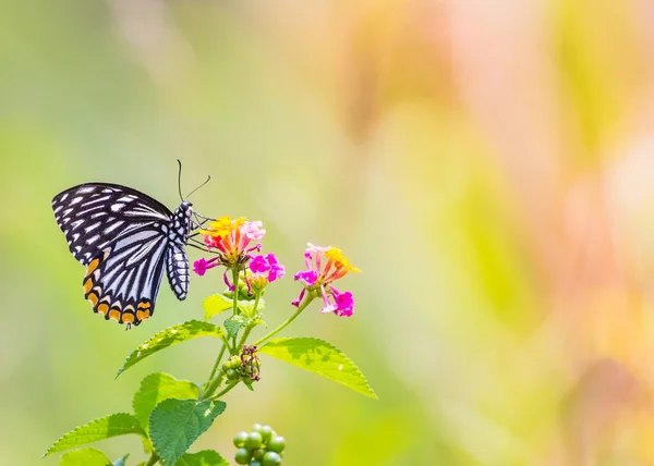 Beautiful butterfly — Stock Photo, Image