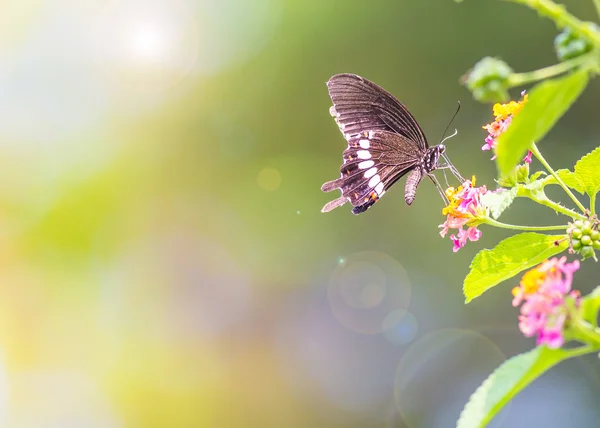 Beautiful butterfly — Stock Photo, Image