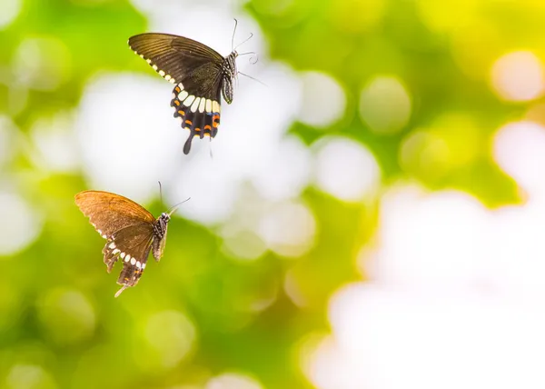 Beautiful butterfly — Stock Photo, Image